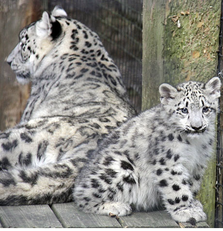 Snow leopard mother and cub